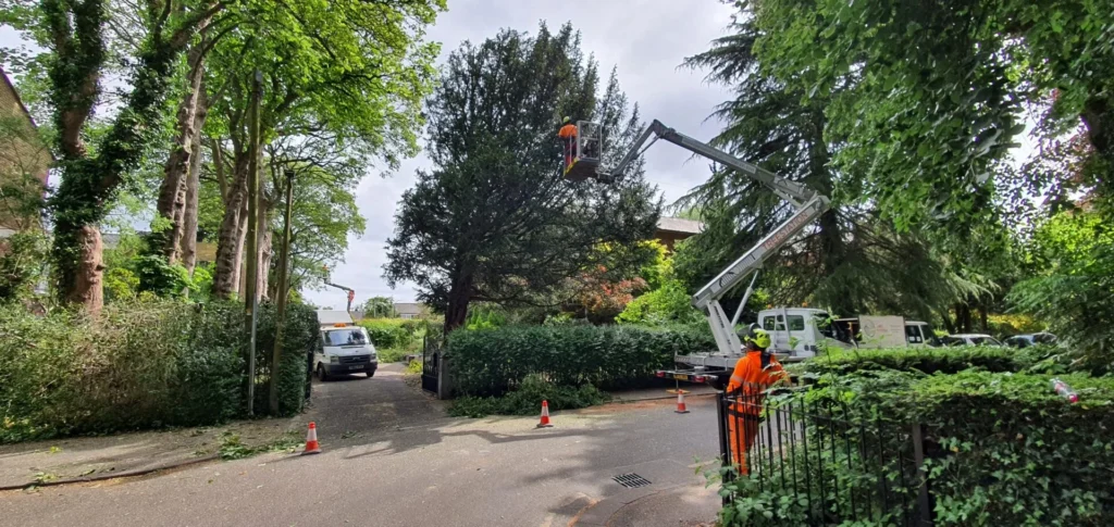 Domestic Treework