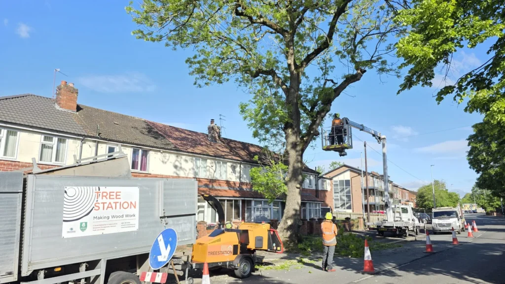 ash tree pruning on a residential road