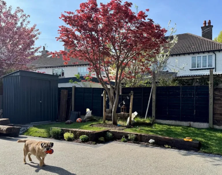 claude rd acer transplant summer 2025 (1)
