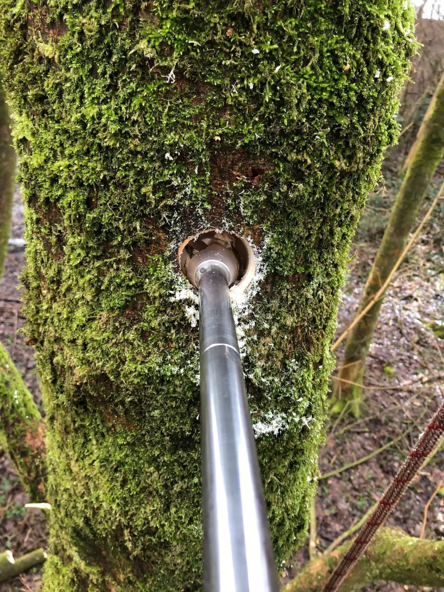 tree drill